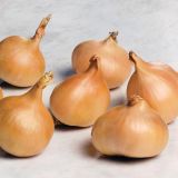 ŠALOTKA ROYAL SEEDS RUMENA 500G RS