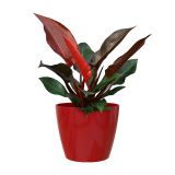 PE NOTRANJI LONEC SAN REMO GLOSSY RDEČ 18 CM