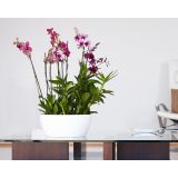 PE NOTRANJI LONEC SAN REMO GLOSSY SKLEDA BELA 23CM