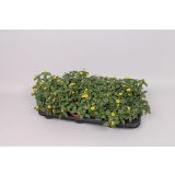 SEZONSKA RASTLINA SANVITALIA L11