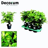 ŠEFLERA GOLD CAPELLA L14