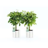 ŠEFLERA GOLD CAPELLA V OKRAS.LON. BANKSY NA STEBLU L14 CM