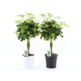 ŠEFLERA GOLD CAPELLA V OKRAS. LON. L22 CM