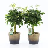 ŠEFLERA GOLD CAPELLA V OKRAS.LON. LUNAR NA STEBLU L14 CM