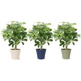 ŠEFLERA GOLD CAPELLA V OKRAS. LON. NA STEBLU L14 CM