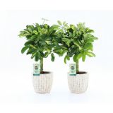 ŠEFLERA GOLD CAPELLA V SKULPTUR. OKRAS. LON. L22 CM