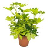 ŠEFLERA MELANIE L13 CM