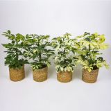 ŠEFLERA MIX V KOŠARI L15