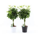 ŠEFLERA NORA OKRAS. LON. L22 CM