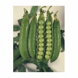 SEME STROČNIC GRAH SENADOR CAMBADOS