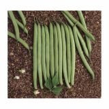 SEME STROČNIC NIZEK FIŽOL CONTENDER