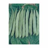 SEME STROČNIC NIZEK FIŽOL ROMANO BUSH