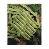 SEME STROČNIC VISOK FIŽOL HELDA