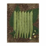 SEME STROČNIC VISOK FIŽOL PRIVER