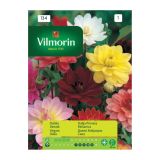 SEME CVETOČE RASTLINE VILMORIN DALIJA PINNATA MEŠANICA