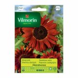 SONČNICA VILMORIN ABENDSONNE