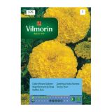 TAGETES VILMORIN ŽAMETNICA VISOKA RUMENA