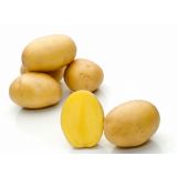 SEMENSKI KROMPIR SEMENARNA BELMONDA SREDNJE ZGODNJA (TUDI ZA OZIMNICO) 5KG