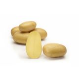 SEMENSKI KROMPIR SEMENARNA QUEEN ANNE ZGODNJA 5KG 30-50 MM