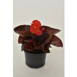 BEGONIJA SEMPERFLORENS L9