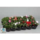 SEZONSKA RASTLINA SENČNE VODENKE MIX L9