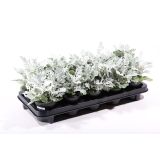 ENOLETNICA SENECIJA L11