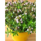 ŠETRAJ L10 CM L10 CM