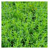 ŠETRAJ VOLMARY TRAJNI, BOLERO L12