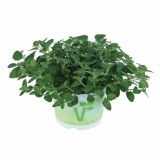 ŠETRAJ VOLMARY TRAJNI, BOLERO L12