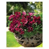 MIX JESENSKIH RASTLIN ALSTROMERIA X HYBRIDA INTICHANTA 19 CM