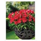 MIX JESENSKIH RASTLIN ALSTROMERIA X HYBRIDA INTICHANTA 19 CM