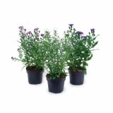 SEZONSKA RASTLINA ASTER MIX