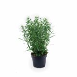 SEZONSKA RASTLINA ASTER MIX