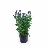 SEZONSKA RASTLINA ASTER MIX