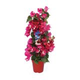 SEZONSKA RASTLINA BOUGAINVILLEA 'DANIA' PURPLE PIRAMIDE