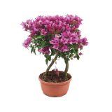 SEZONSKA RASTLINA BOUGAINVILLEA SABINA DOUBLE STEM BONSAI TYPE