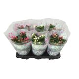 SEZONSKA RASTLINA BOUVARDIJA