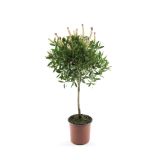 SEZONSKA RASTLINA CALLISTEMON SPLENDENS