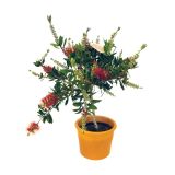SEZONSKA RASTLINA CALLISTEMON SPLENDENS