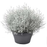 SEZONSKA RASTLINA CALOCEPHALUS BROWNII L23