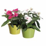 ENOLETNICA CATHARANTHUS ROSEUS L10.5 VINCA ROSEA ATLANTIS MIX