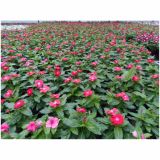 ENOLETNICA CATHARANTHUS ROSEUS L10.5 VINCA ROSEA ATLANTIS MIX