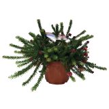 SEZONSKA RASTLINA GREVILEJA