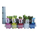 SEZONSKA RASTLINA HIJACINTA MIX 1 ČEBULICA