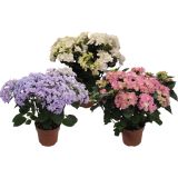 SEZONSKA RASTLINA HYDRANGEA DOUBLE DUTCH MIX