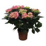 SEZONSKA RASTLINA HYDRANGEA DOUBLE DUTCH MIX