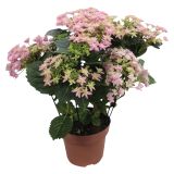 SEZONSKA RASTLINA HYDRANGEA DOUBLE DUTCH MIX