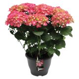 SEZONSKA RASTLINA HYDRANGEA MACROPHYLLA MIX