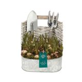 SEZONSKA RASTLINA JAGODASTA HRUŠICA V OKRASNI POSODI