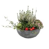 SEZONSKA RASTLINA JESENSKI NASAD V ANTRACIT POSODI